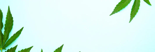 Cannabis Blatt zur Legalisierung in Deutschland mit KCanG Regeln für Eigenanbau und Besitz