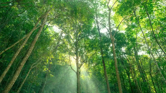 Green Claims Gesetz 2026: Transparente Nachhaltigkeit symbolisiert durch Lichtstrahlen im Wald.