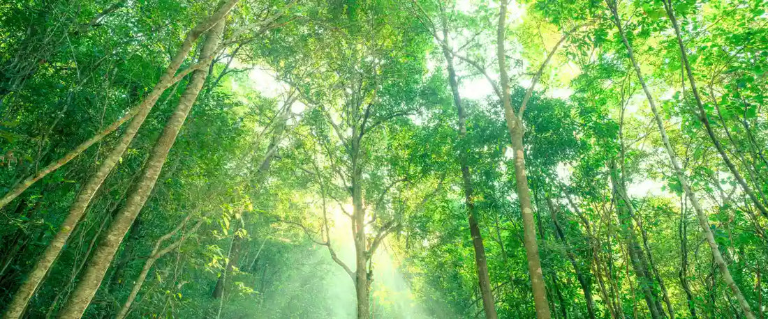 Green Claims 2026: Sonnendurchfluteter Wald als Symbol für rechtssichere Umweltwerbung im Online-Handel.