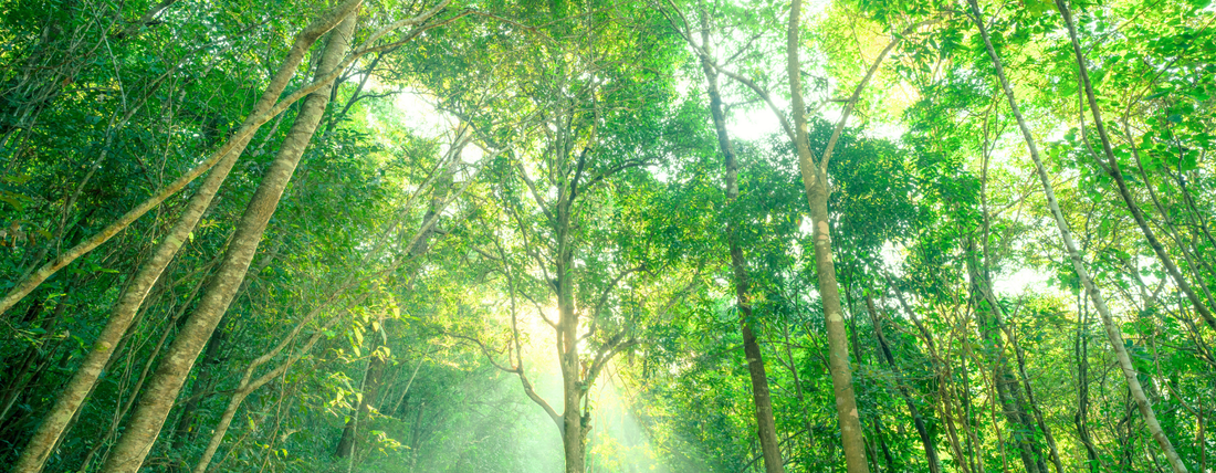 Infografik zum Verbot von klimaneutral Werbung und den neuen Green Claims Richtlinien für den Online-Handel.