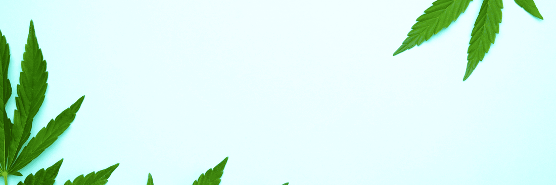 Neuste KCanG: Cannabis Eigenanbau, 50g Besitzgrenze und 3,5 ng THC-Grenzwert im Straßenverkehr.