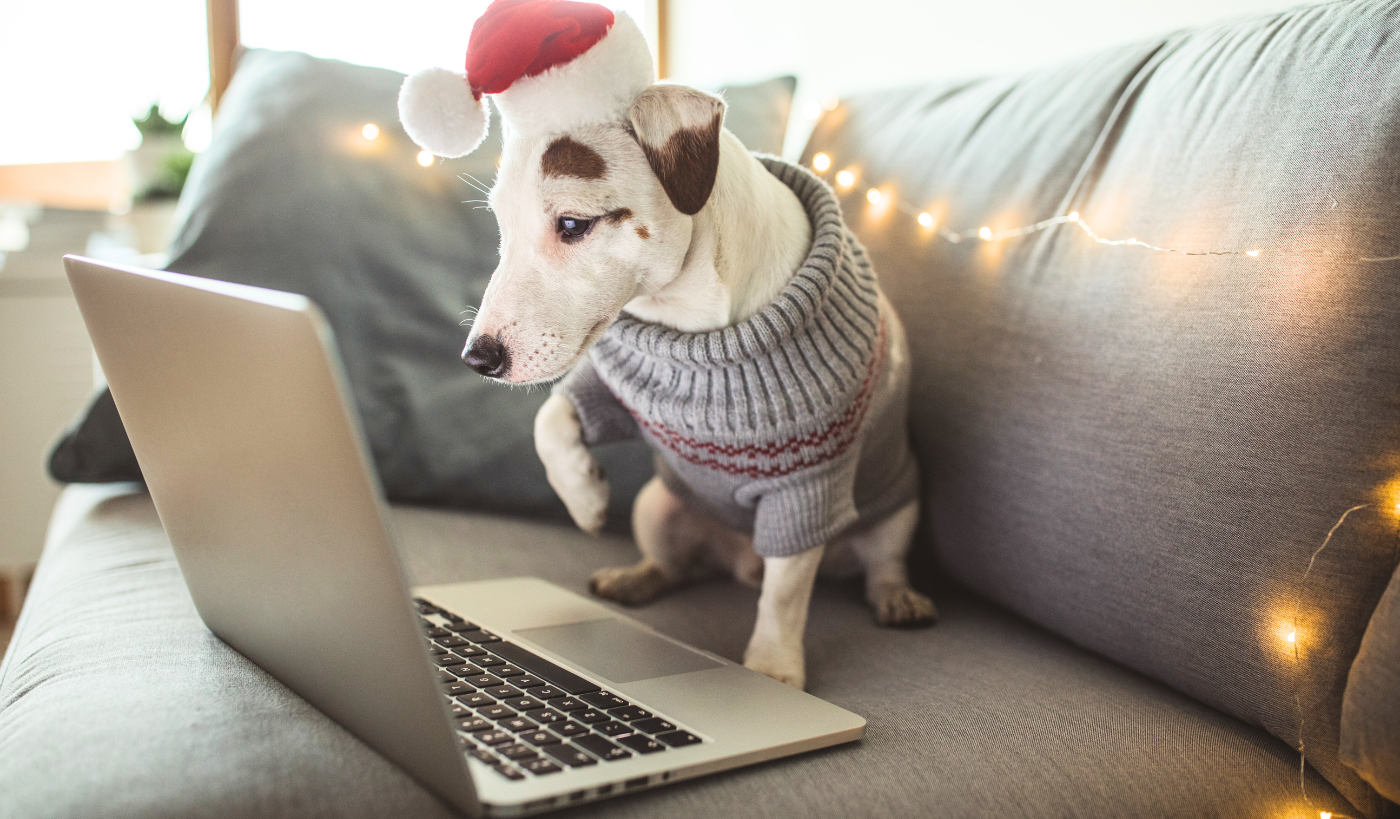 Hund mit Weihnachtsmütze und Pullover sitzt vor Laptop auf Sofa – Online Shopping und Weihnachten stimmungsvoll erleben.